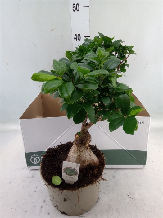 <h4>Ficus microcarpa 'Ginseng'</h4>