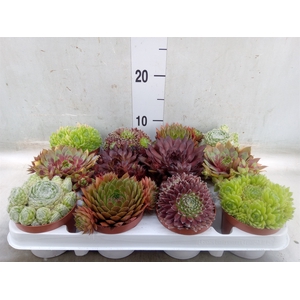 Sempervivum   ...