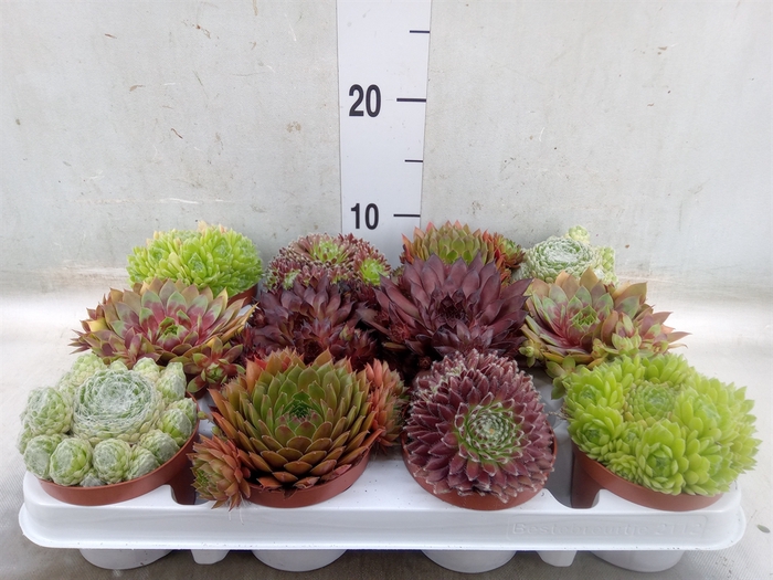 <h4>Sempervivum   ...</h4>