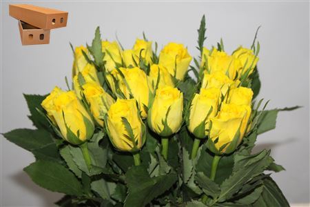 <h4>R Gr Solero</h4>