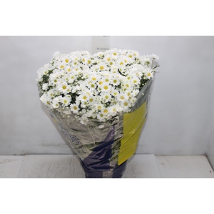 CRISANTEMO BOLA BELGA P20 BRANCO