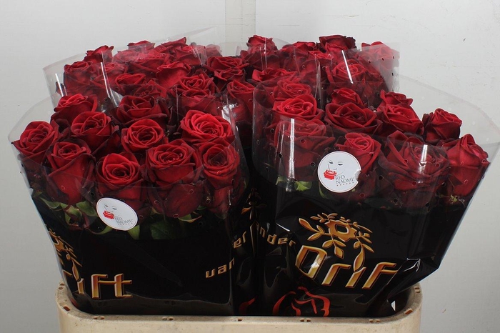 <h4>R Gr Red Naomi!</h4>