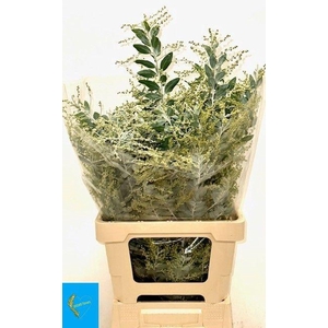 ACACIA BL HAMBURY BS