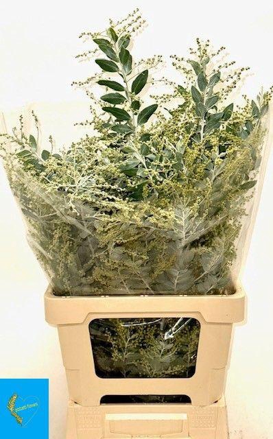 <h4>ACACIA BL HAMBURY BS</h4>