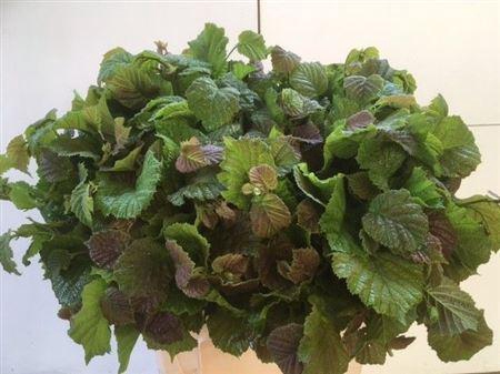 <h4>Corylus Avellana Aurea</h4>
