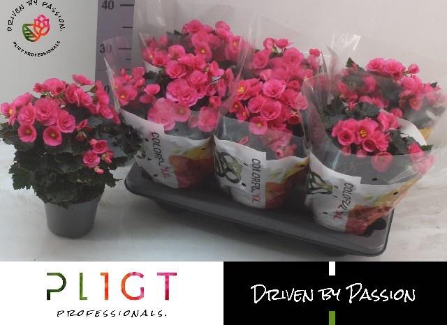 <h4>BEG HL ADONIA PINK</h4>