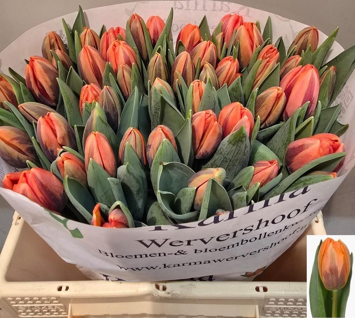 <h4>TU EN PRINSES IRENE</h4>