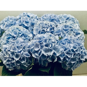 Hydrangea verena blue