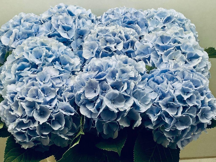 <h4>Hydrangea verena blue</h4>