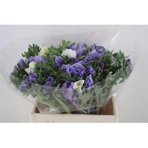 Anem Mistral Super Celeste Azzuro