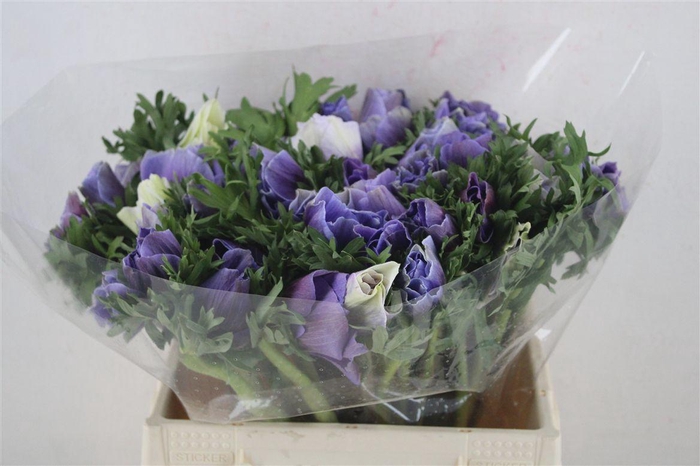 <h4>Anem Mistral Super Celeste Azzuro</h4>