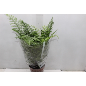 ASPLENIUM PARVATI P17