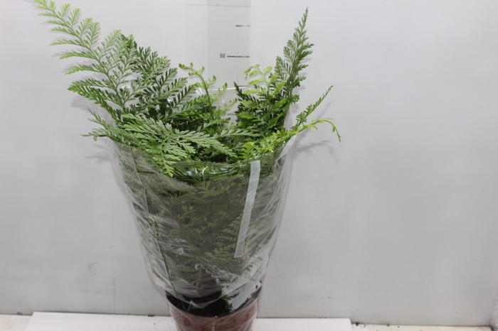 <h4>ASPLENIUM PARVATI P17</h4>
