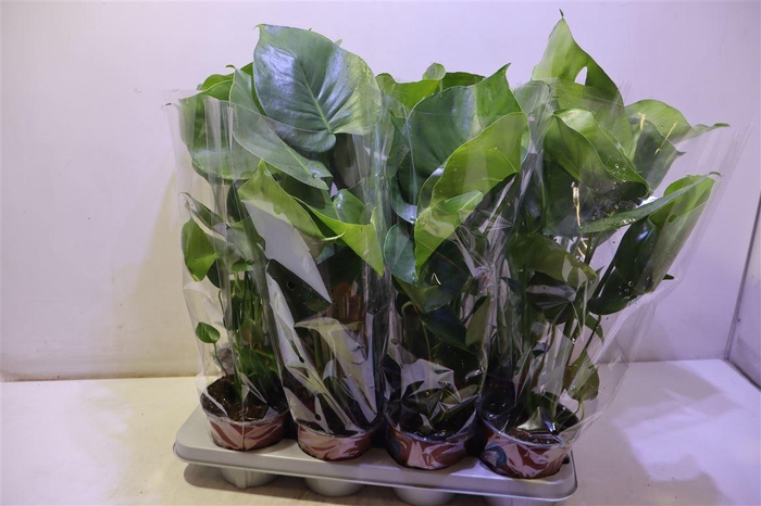 <h4>Monstera Deliciosa</h4>