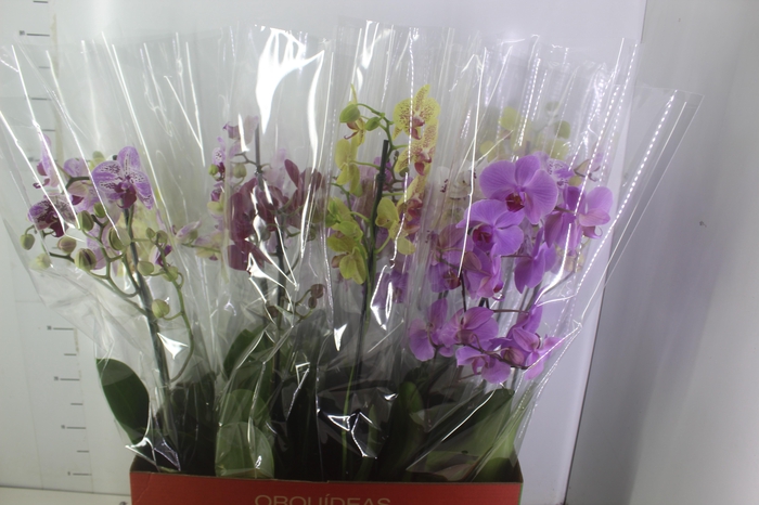 <h4>PHALAENOPSIS MIX P12</h4>