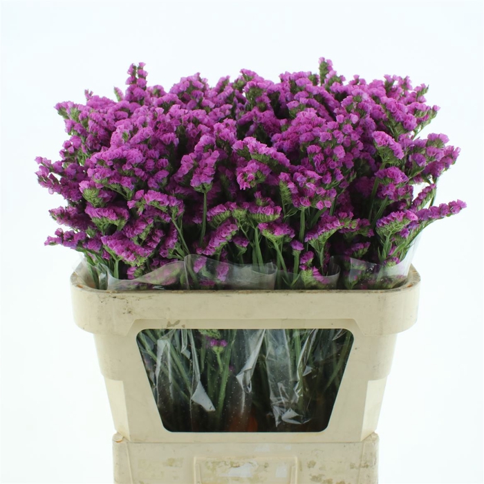 <h4>Limonium St Cerise Birds X50</h4>