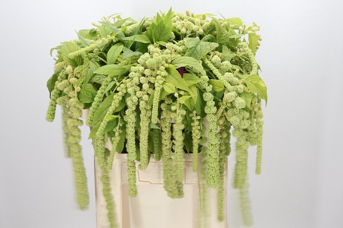 <h4>Amaranthus Caudatus Cycloop</h4>