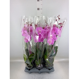 Phalaenopsis   ...rose