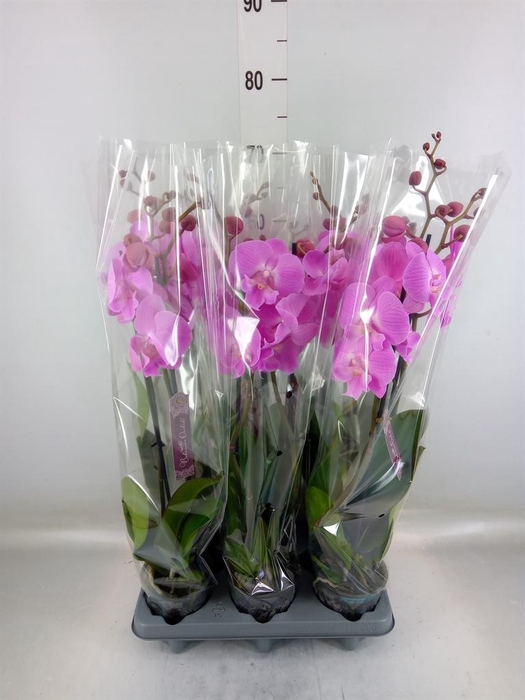 <h4>Phalaenopsis   ...rose</h4>