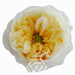 R Gr Cream Xpression Bicolor Cream 50cm EC
