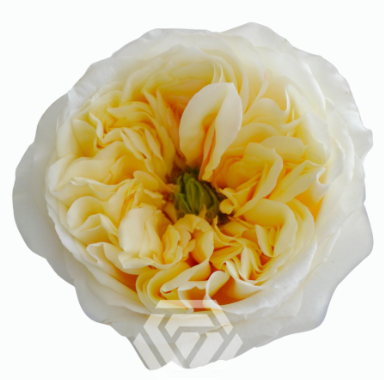 R Gr Cream Xpression Bicolor Cream 50cm EC
