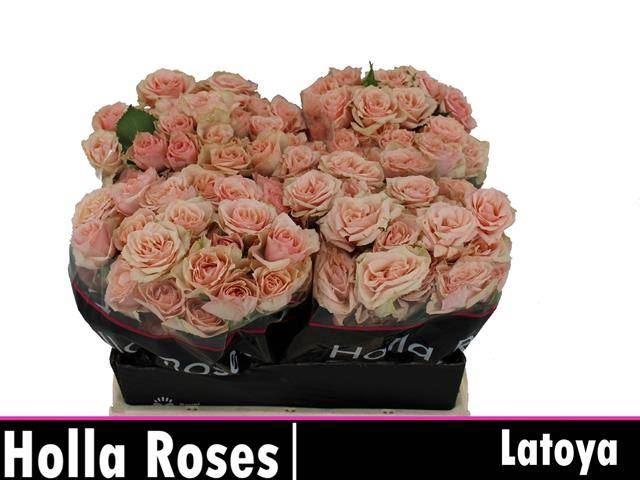 <h4>ROSA TR 'LATOYA'</h4>