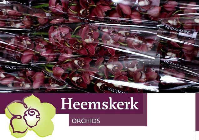 <h4>CYMB T HADES</h4>