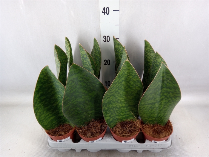 <h4>Sansevieria grandis</h4>