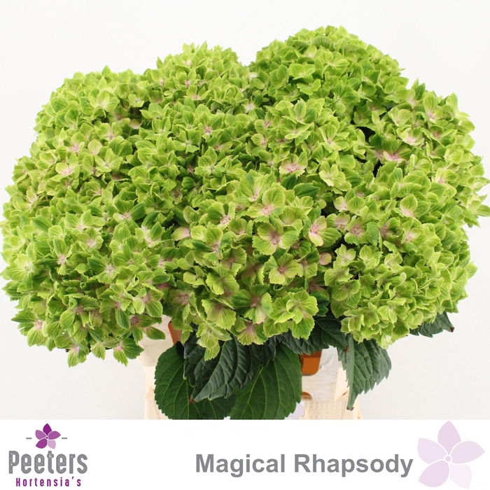 <h4>HYDR M MAG RHAPSODY</h4>