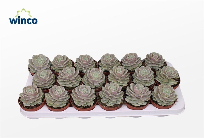 <h4>Echeveria Lola</h4>