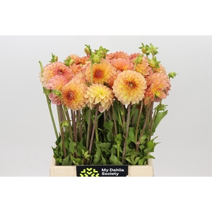 Dahlia Santa Lucia