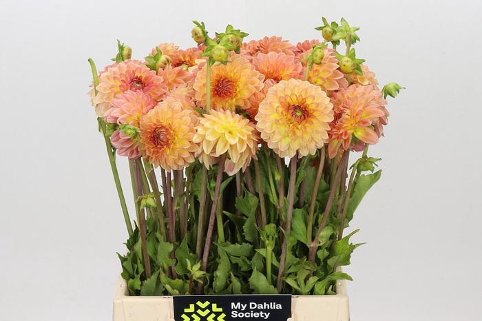 <h4>Dahlia Santa Lucia</h4>