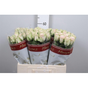 R Gr Pink Athena
