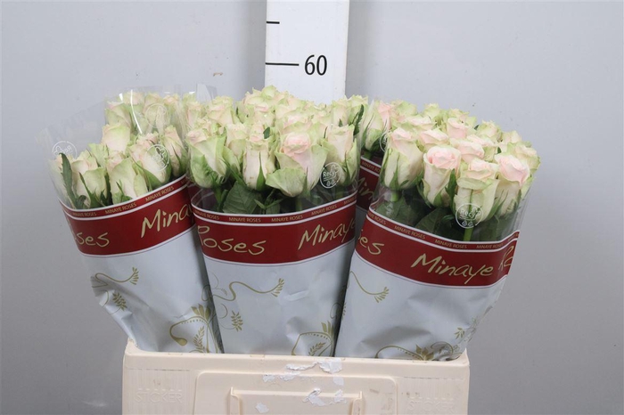 <h4>R Gr Pink Athena</h4>