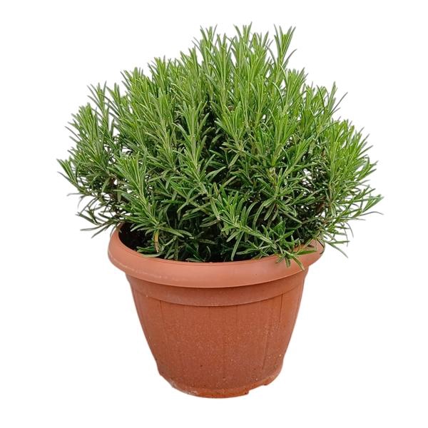 <h4>Rosmarinus officinalis overig</h4>