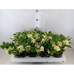 Skimmia jap. 'OBerries White'