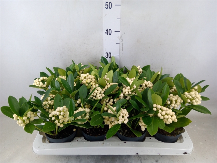 <h4>Skimmia jap. 'OBerries White'</h4>