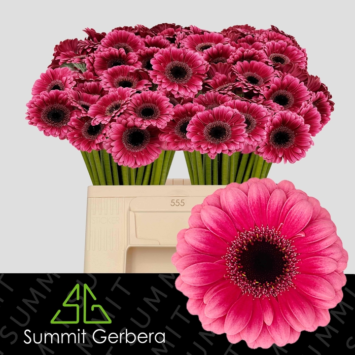 <h4>GE MI AMELIE</h4>