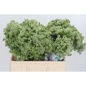 Ammi Vis Casablanca
