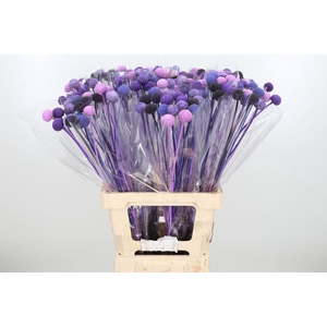 Craspedia Kl Bh Purple Rain