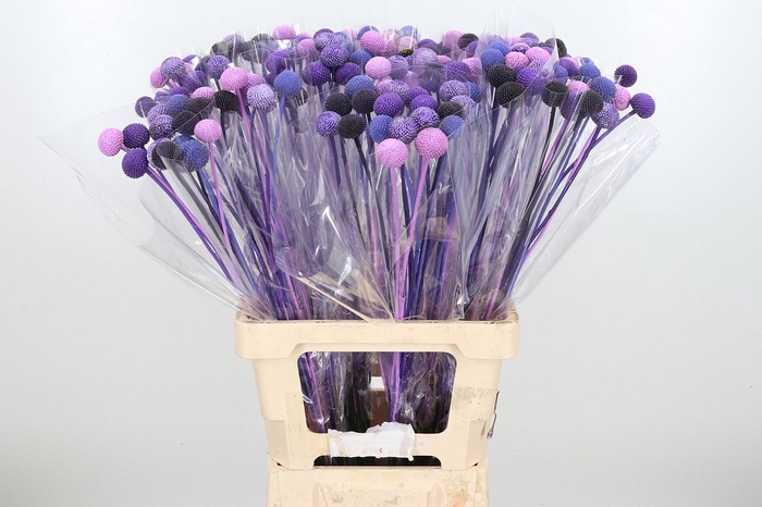 <h4>Craspedia Kl Bh Purple Rain</h4>