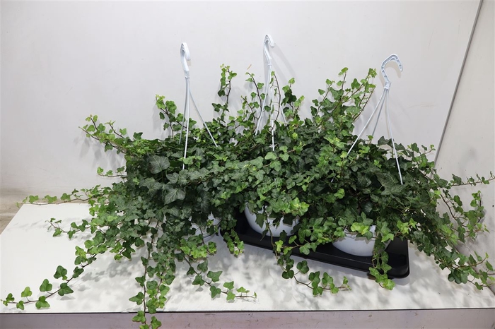 <h4>arr8 Hed He Wonder</h4>