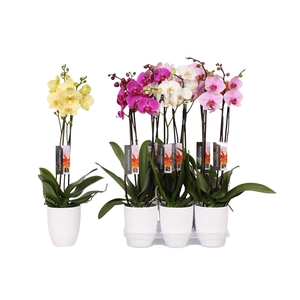 Phalaenopsis mix, 2-spike White Ceramics