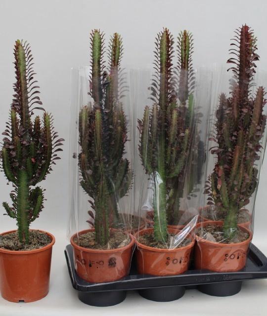 <h4>EUPHOR TRIG RUBRA</h4>