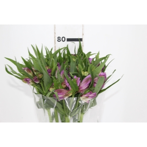 ALSTROEMERIA FLORENTINA 080 CM