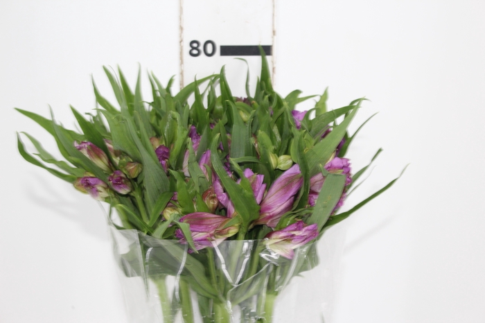 <h4>ALSTROEMERIA FLORENTINA 080 CM</h4>