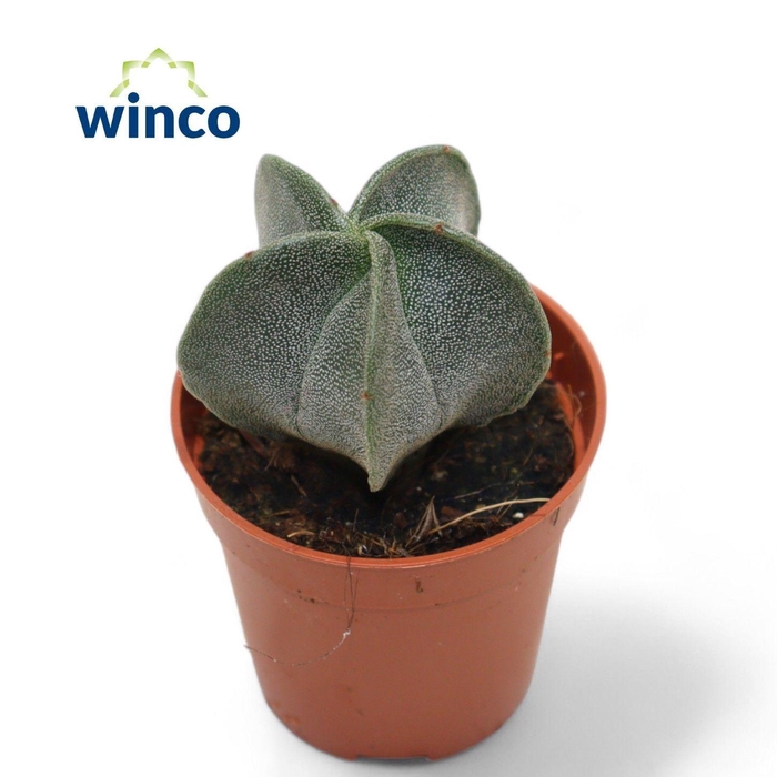 <h4>ASTROPH MYRIOSTIGMA</h4>