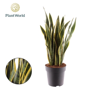 Sansevieria Laurentii 90-100 cm