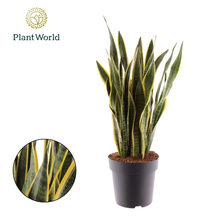 <h4>Sansevieria Laurentii 90-100 cm</h4>