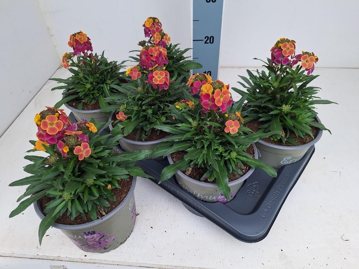 <h4>ERYS LINIFOLIUM</h4>